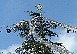 クリスマスツリー