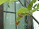 セミのぬけがら