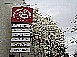 もくれん