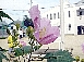 芙蓉の花