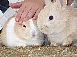 ちびウサ