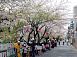 桜並木