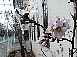 アーモンドの花