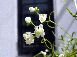 ふうせんかずらの花
