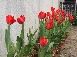 ちゅうりっぷの花